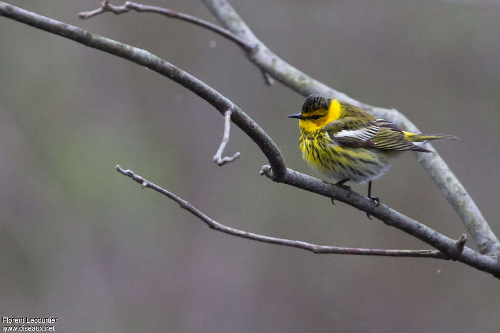 Cape May Warbler male adult, Behaviour