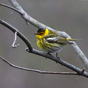 Cape May Warbler