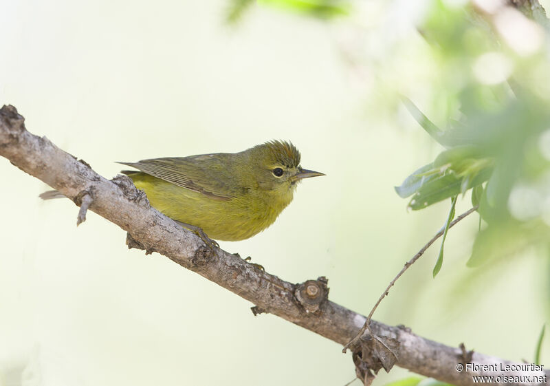 Orange-crowned Warbler