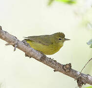 Orange-crowned Warbler