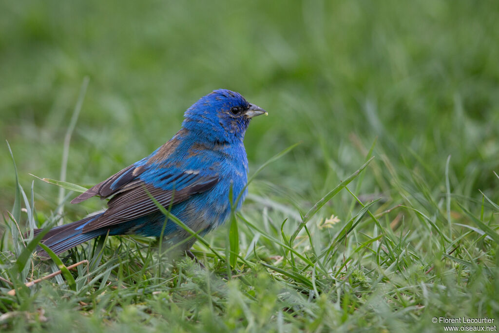 Passerin indigo