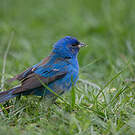 Passerin indigo