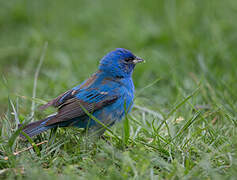 Passerin indigo