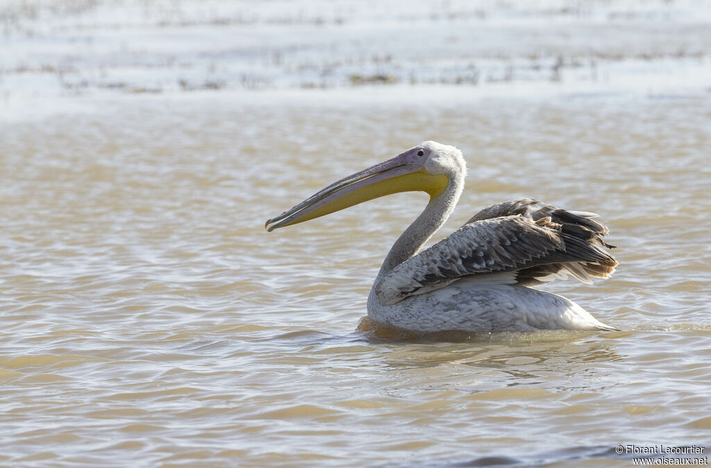 Great White Pelican