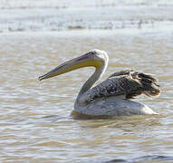 Great White Pelican