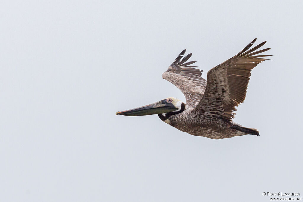 Brown Pelican