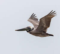 Brown Pelican