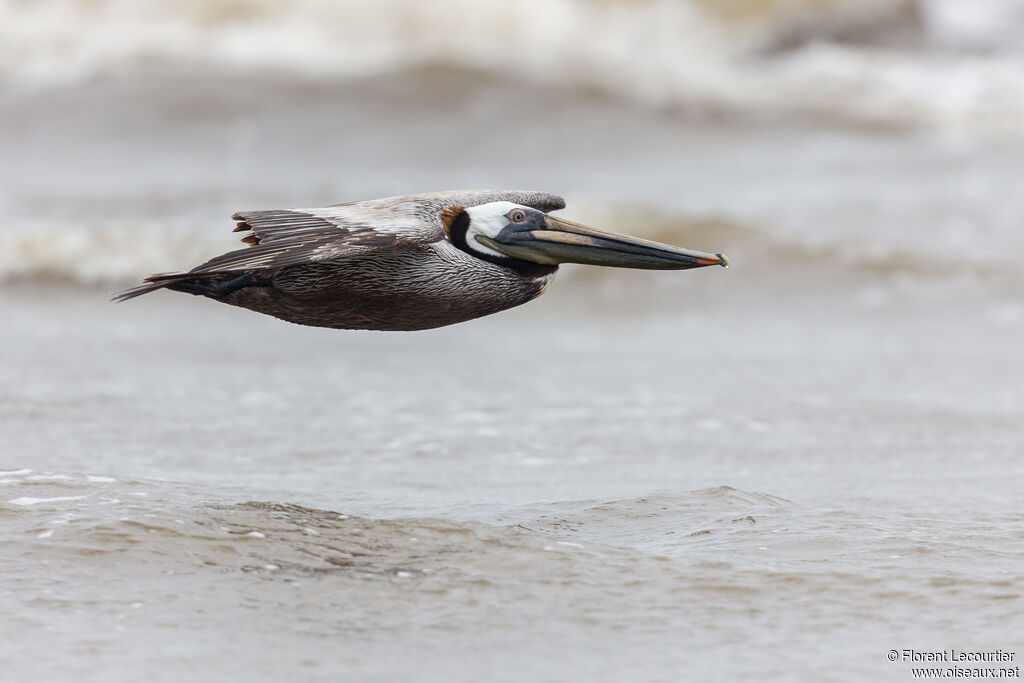 Brown Pelican