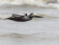 Brown Pelican