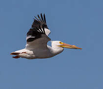 American White Pelican