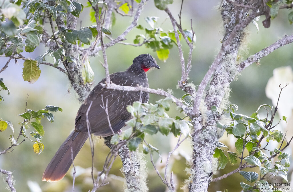 Band-tailed Guan