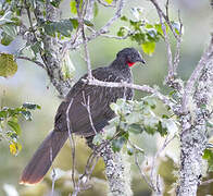 Band-tailed Guan