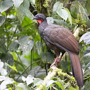 Cauca Guan