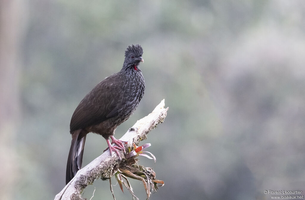 Andean Guan