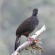 Andean Guan