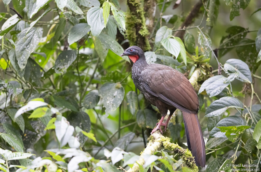 Pénélope du Cauca