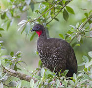 Crested Guan