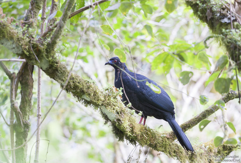 Black Guan