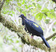 Black Guan