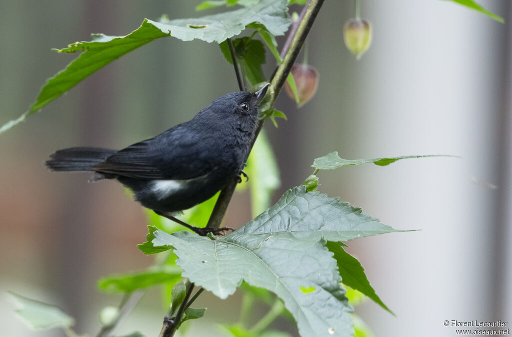 White-sided Flowerpiercer