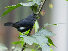 White-sided Flowerpiercer