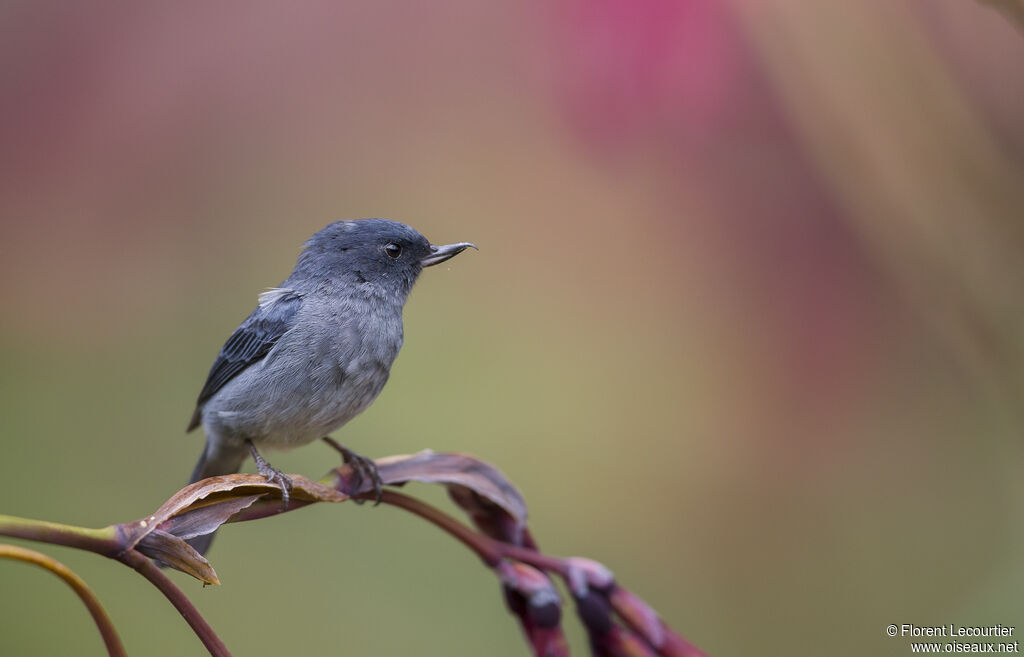 Slaty Flowerpiercer male