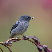 Slaty Flowerpiercer