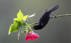 Percefleur de Lafresnaye