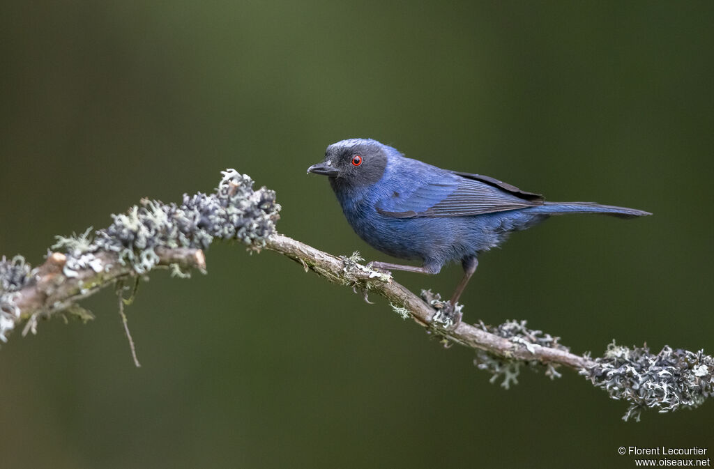 Masked Flowerpiercer male