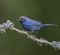 Masked Flowerpiercer