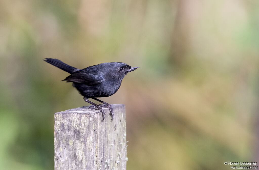 Black Flowerpiercer