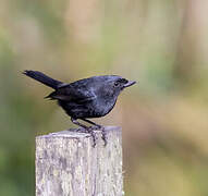 Black Flowerpiercer