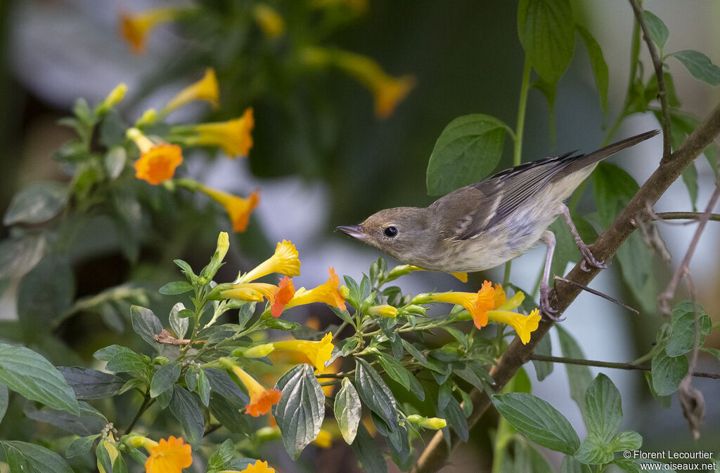 Rusty Flowerpiercer female