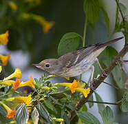 Rusty Flowerpiercer