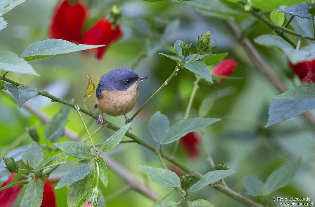 Rusty Flowerpiercer male