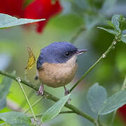 Rusty Flowerpiercer