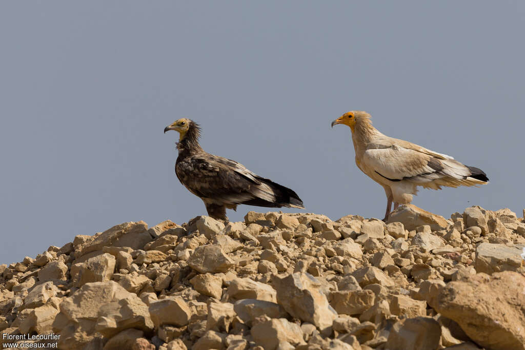 Egyptian Vulture, pigmentation, Behaviour