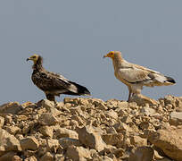 Egyptian Vulture