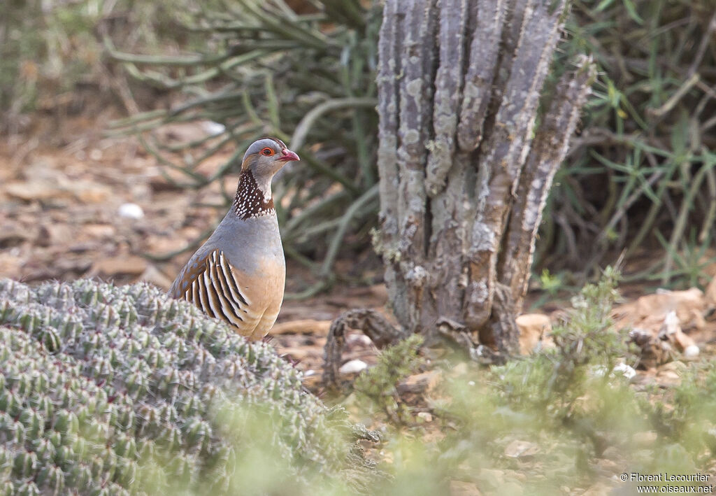 Barbary Partridge