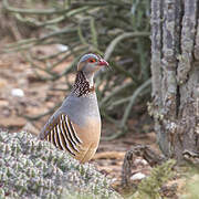 Barbary Partridge