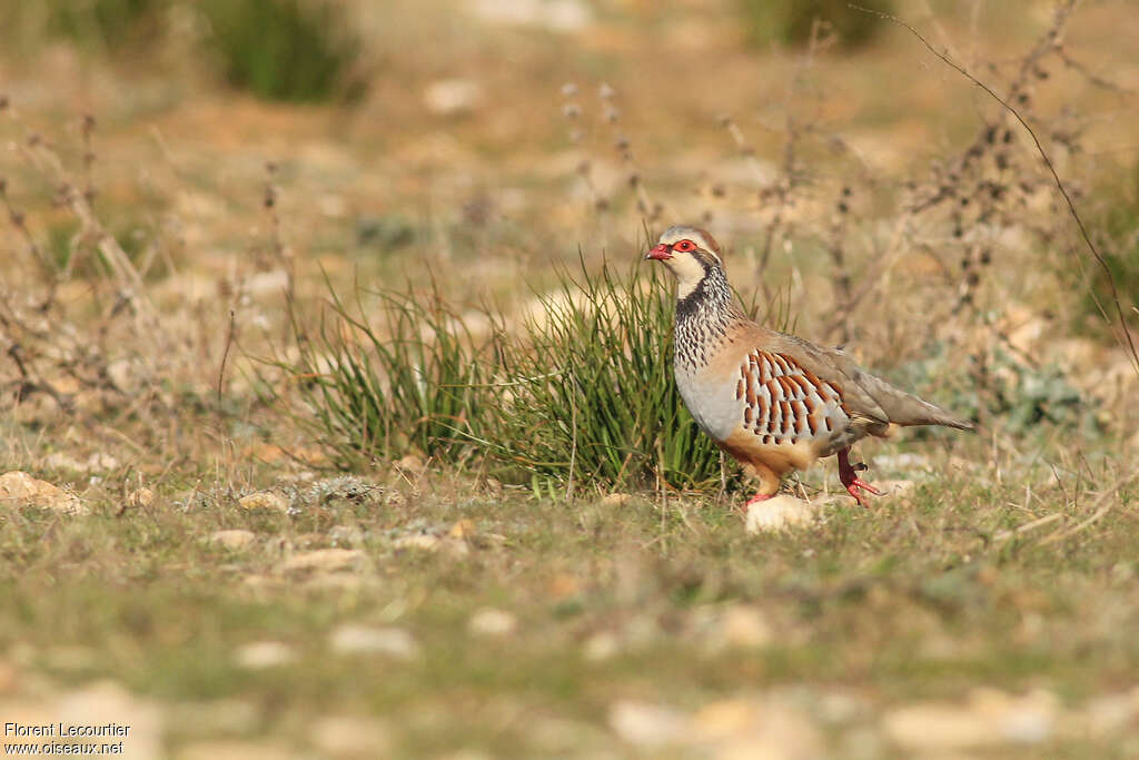 Perdrix rougeadulte, habitat