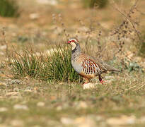 Red-legged Partridge