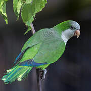 Monk Parakeet