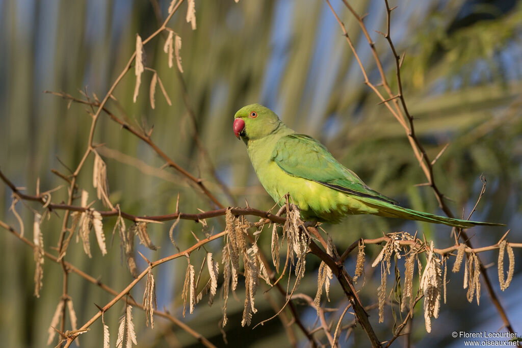 Rose-ringed Parakeet