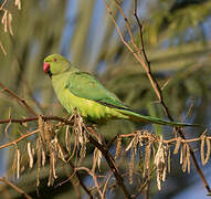 Rose-ringed Parakeet