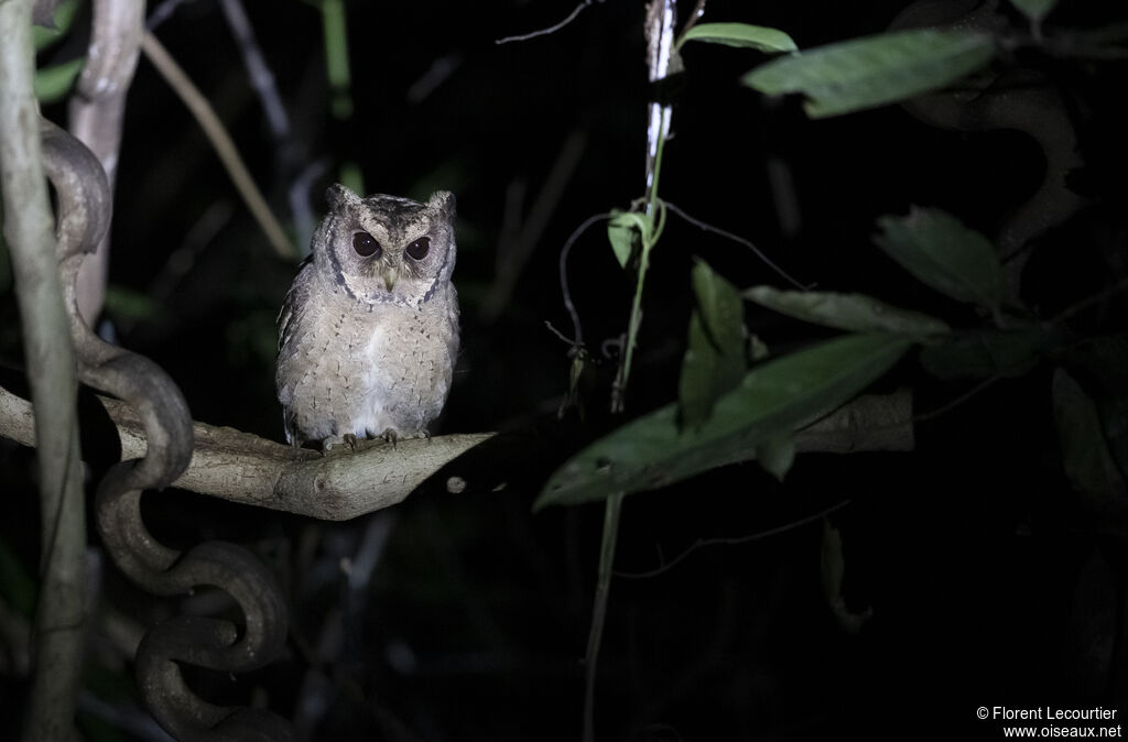 Collared Scops Owl