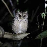 Collared Scops Owl