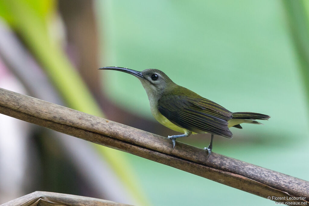 Little Spiderhunter