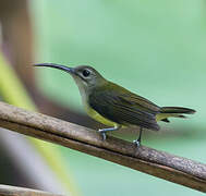 Little Spiderhunter