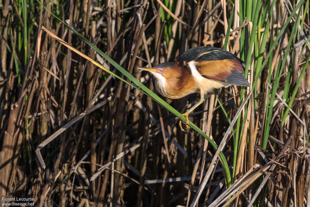 Least Bittern male adult breeding, habitat, aspect, pigmentation